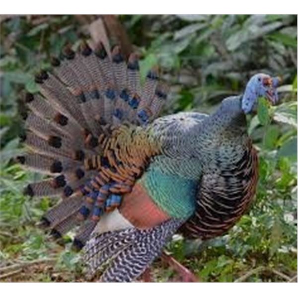 *Mexico – 7-Day - Ocellated Turkey Hunt for One Hunter