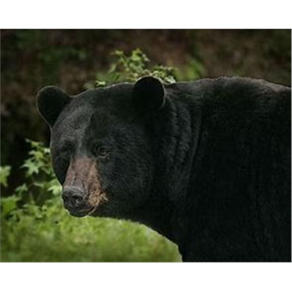 *Alberta – 6 Day – Black Bear Hunt for One Hunter