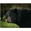 Image 1 : *Alberta – 6 Day – Black Bear Hunt for One Hunter