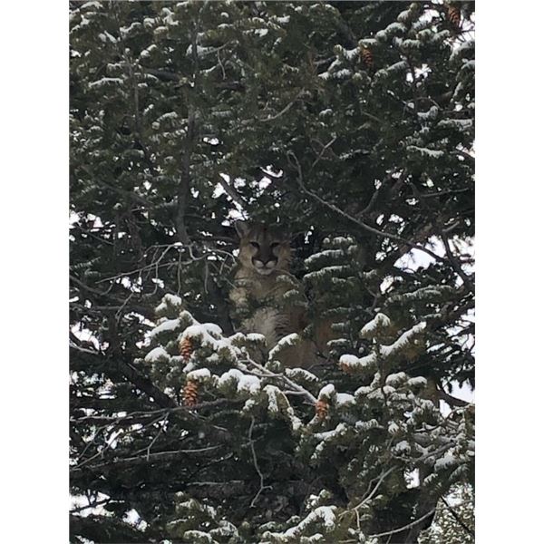 *Wyoming - 5 Day Mountain Lion  Hunt for One Hunter