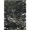 Image 1 : *Wyoming - 5 Day Mountain Lion  Hunt for One Hunter