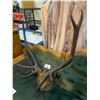 Image 2 : ANTLERS ON PLAGUE APPROX 34.5" WIDE