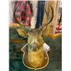 Image 1 : MOUNTED DEER HEAD APPROX 16" WIDE