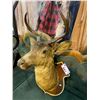 Image 2 : MOUNTED DEER HEAD APPROX 16" WIDE