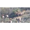 Image 1 : SPECIAL ARIZONA ROCKY MOUNTAIN BIGHORN SHEEP TAG