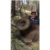 Image 2 : SPECIAL ARIZONA ROCKY MOUNTAIN BIGHORN SHEEP TAG