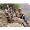 Image 4 : SPECIAL ARIZONA ROCKY MOUNTAIN BIGHORN SHEEP TAG