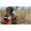 Image 2 : NORTH DAKOTA PHEASANT HUNT