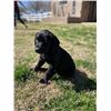 Image 1 : BLACK LAB PUPPY