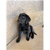Image 4 : BLACK LAB PUPPY
