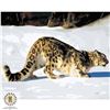 Image 1 : NEW DIY PAINT BY NUMBERS KIT LEOPARD