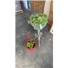 Image 1 : IRON PLANTER STAND AND 2 PLANTS