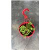 Image 2 : IRON PLANTER STAND AND 2 PLANTS