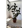Image 1 : POTTED PLANT