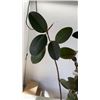 Image 2 : POTTED PLANT