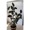 Image 3 : POTTED PLANT