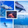 Image 1 : Five Autographed John Johnson Photographs from One Breath Photo