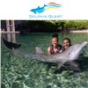 Image 1 : Two Half-hour Dolphin Encounter Tickets at Dolphin Quest Oahu