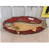 Image 1 : Mounted Pickeral Fish 28" Long