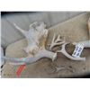 Image 3 : Moose Horn Sheds & Deer Sheds