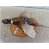 Image 2 : Mounted Pheasant