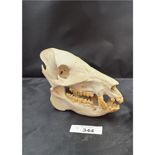 REPLICA ANIMAL SKULL