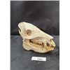 Image 1 : REPLICA ANIMAL SKULL
