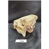 Image 2 : REPLICA ANIMAL SKULL