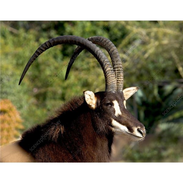 AFRICA MAXIMUM SAFARIS