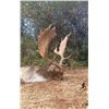 Image 2 : IBERIAN HUNTING EXPERIENCE