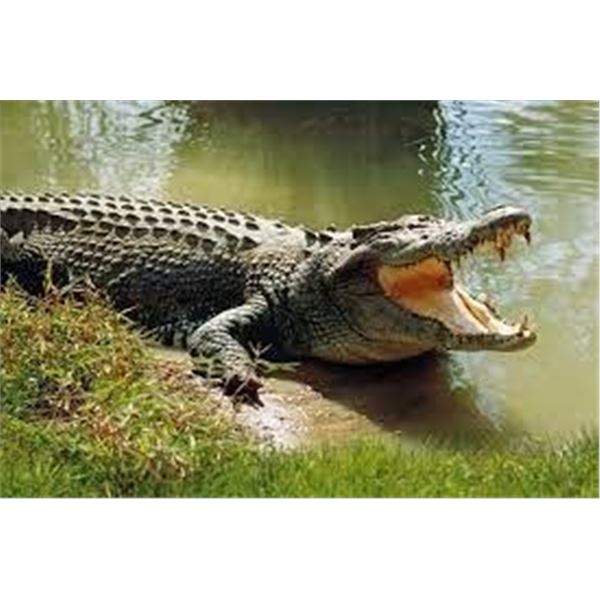 CENTRAL FLORIDA TROPHY HUNTS