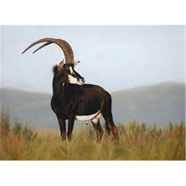 LEOPARDS VALLEY SAFARIS