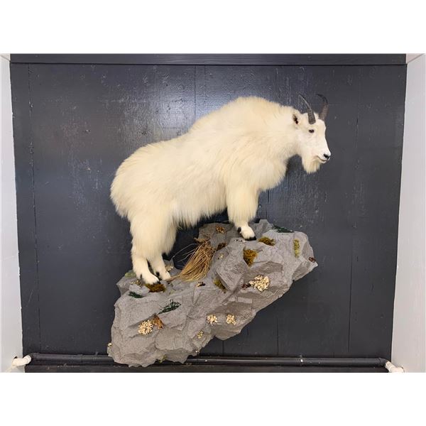 Alaska Mountain Goat Hunt	  				EXHIBITOR