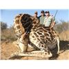 Image 2 : 7-Day Giraffe Hunt for 2 Hunters with Monkane Safaris 2023