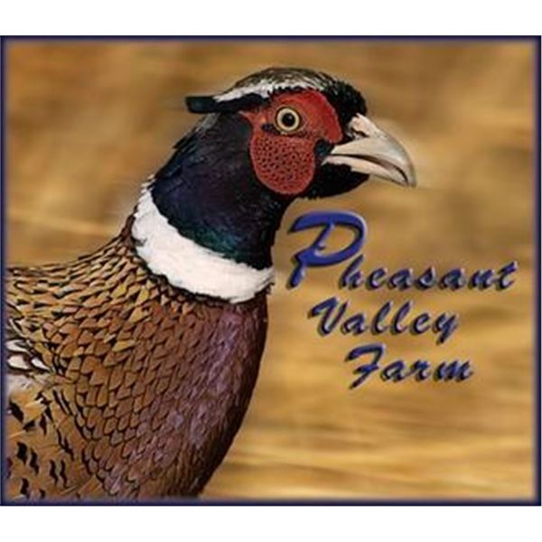Pheasant Hunting for 1-2 Hunters