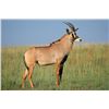 Image 2 : Africa Maximum Safaris, 2 Hunters Sable and Golden Wildebeest,Gemsbuck, Impala