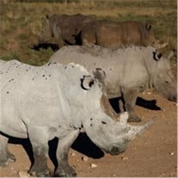 Avula Safaris, 2 Hunters 4 animals each