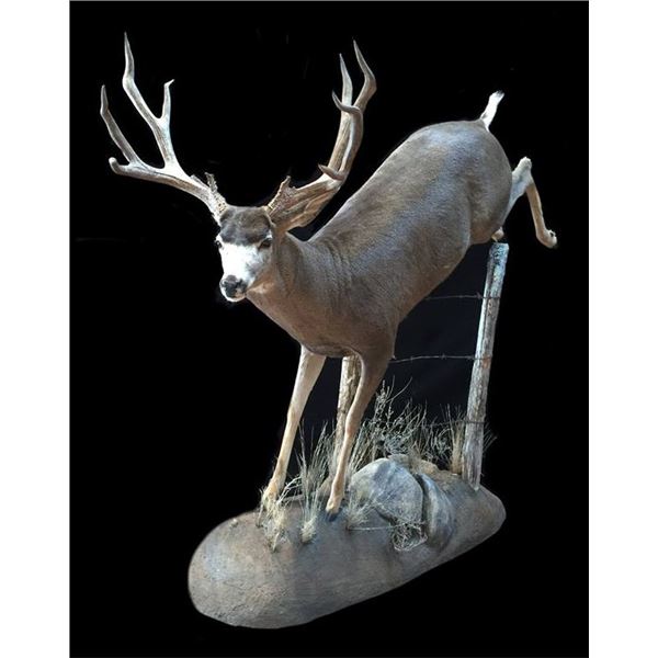 Lifesize Mount from True-Life Taxidermy