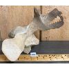 Image 1 : WEATHERED WHALEBONE VERTEBRAE CARVING - 8.5 X 10 X 11in