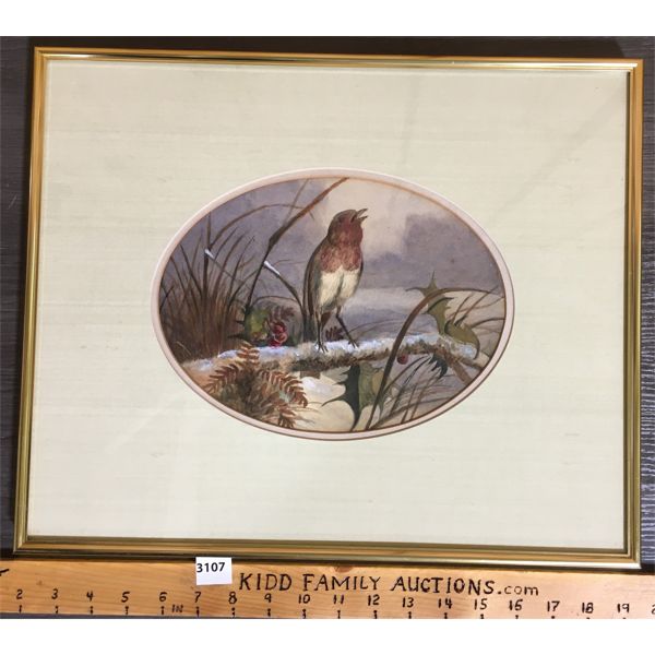 FRAMED WATERCOLOUR "ENGLISH ROBBIN" - 14.5 x 17in