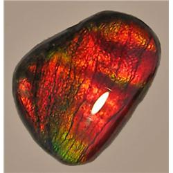 17mm X 13mm VERY RARE Ammolite Gemstone   RETAIL $1950 (GEM-7703)