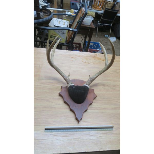 deer mount on black valvet.