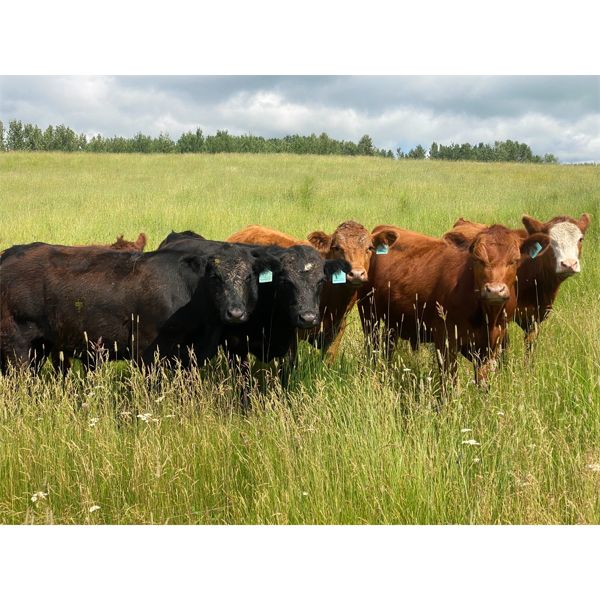 Midpoint Farms - 1000# Steers - 186 Head (Drayton Valley, AB)