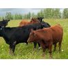 Image 3 : Midpoint Farms - 1000# Steers - 186 Head (Drayton Valley, AB)