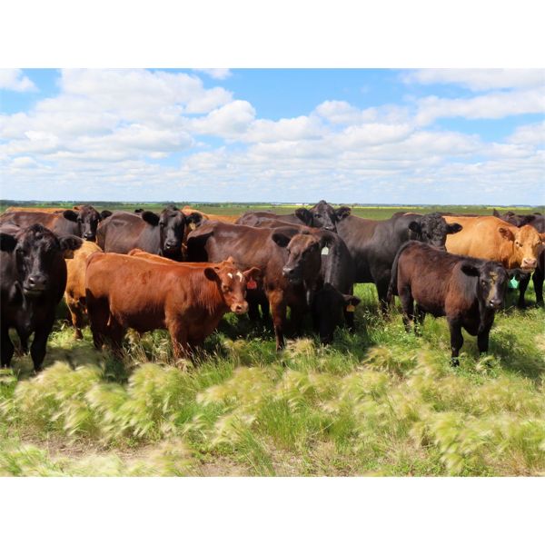 Rocky Meadows Ranch - 750# Steer Calves - 70 Head (Welwyn, SK)