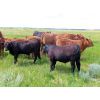 Image 2 : Rocky Meadows Ranch - 750# Steer Calves - 70 Head (Welwyn, SK)