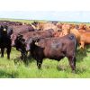 Image 4 : Rocky Meadows Ranch - 750# Steer Calves - 70 Head (Welwyn, SK)
