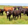 Image 5 : Rocky Meadows Ranch - 750# Steer Calves - 70 Head (Welwyn, SK)