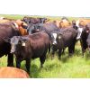 Image 6 : Rocky Meadows Ranch - 750# Steer Calves - 70 Head (Welwyn, SK)