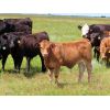 Image 7 : Rocky Meadows Ranch - 750# Steer Calves - 70 Head (Welwyn, SK)